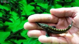 Разведение осетра. Бизнес идея