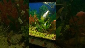 Система СО 2 для аквариума, результат за 30 дней!!!