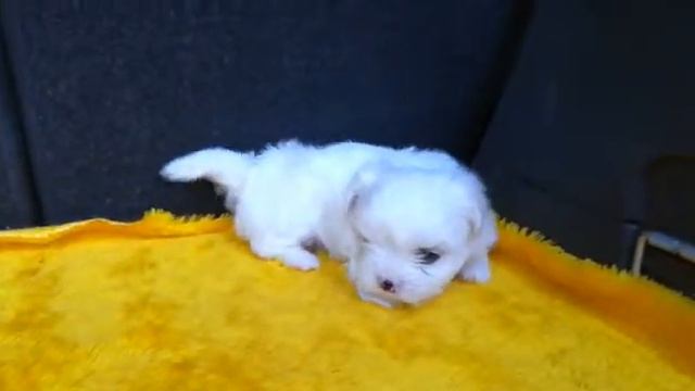 Мальтийская болонка, мальчик, возраст 1 месяц смотреть онлайн