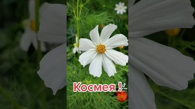 Космея цветет в саду. #shorts #цветы #украина смотреть онлайн