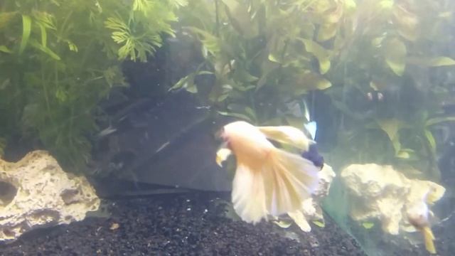 Петушок Хальфмун/Супердельта желтый Betta splendens смотреть онлайн