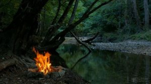 Размножение войлочной вишни черенками