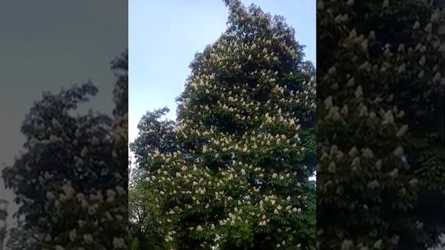 цветение каштаны / blooming chestnuts смотреть онлайн