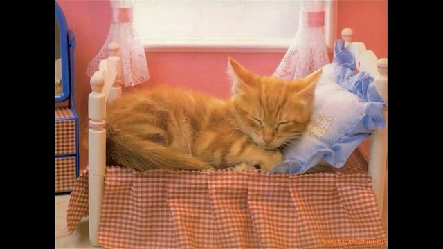 Забавные животные. Фотоподборка 1 смотреть онлайн