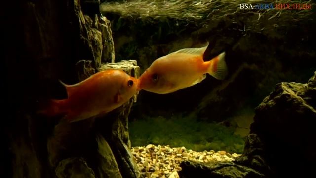 "SOS" ЦИТРОНОВАЯ или ЛИМОННАЯ ЦИХЛАЗОМА. (Amphilophus citrinellus). смотреть онлайн