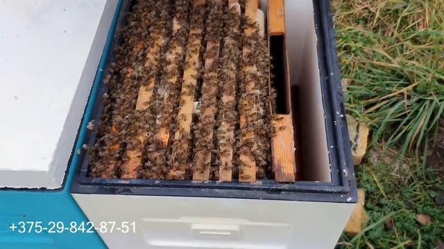 Начинаем принимать заказы маток и пчелопакеты на 2022 год смотреть онлайн