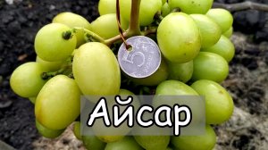 Виноград Айсар. Ультра ранняя гибридная форма гармоничного вкуса.