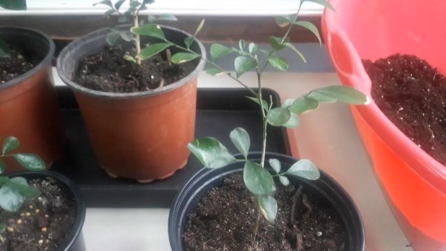 Муррайя метельчатая, пересадка. смотреть онлайн