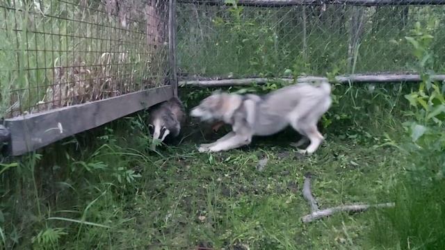 ЗНАКОМСТВО С БАРСУКОМ/ВОСПИТАНИЕ МОЛОДОЙ ЛАЙКИ ДЛЯ ОХОТЫ!!! смотреть онлайн