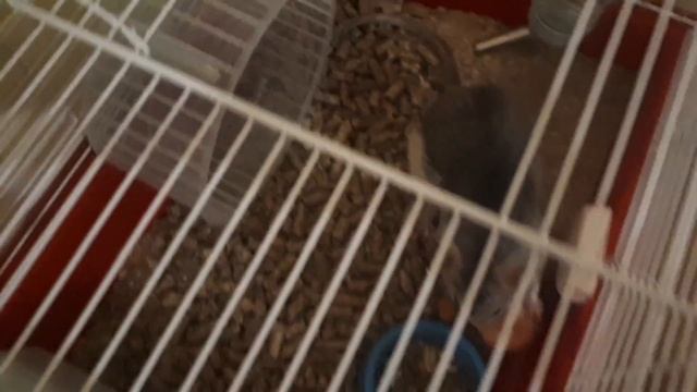 Наша первая крыса? Уход за крысой. Чем кормить крысу? Крыса Дамбо. смотреть онлайн