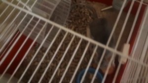 Наша первая крыса? Уход за крысой. Чем кормить крысу? Крыса Дамбо.