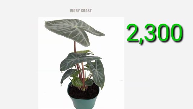 BAGYANG PLANTS ALOCASIA ALL PLANTS смотреть онлайн