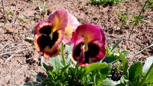 Виола Швейцарские гиганты (смесь). Как лучше выращивать? смотреть онлайн