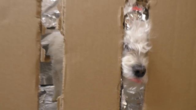 ПОБЕГ ИЗ ТЮРЕМНОЙ ПСИХУШКИ ЧЕЛЛЕНДЖ! Киса Ариела круче всех! смотреть онлайн