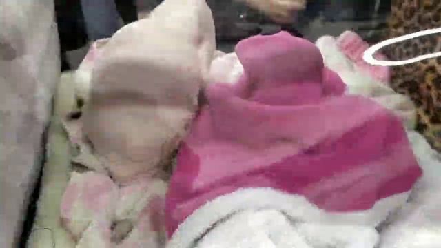 Зоопарк, цветы, попугаи,улитки, выставка кошек смотреть онлайн