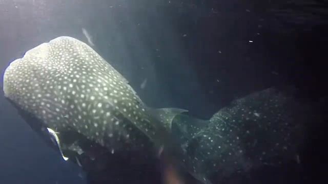 Whale Sharks in the night Kolhumadulu Atoll Maldiviana February 2016.