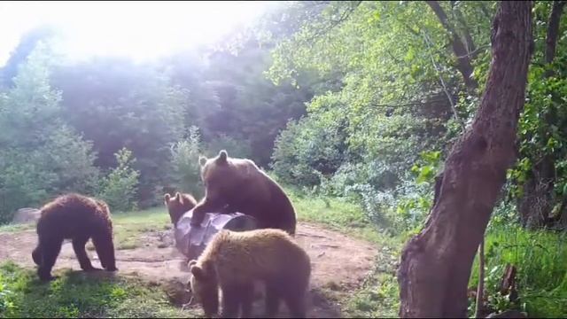 Medveles Kamera 2018-5-10  Afternoon I