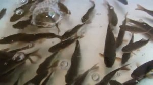 Малек золотого карася (двухлетка)