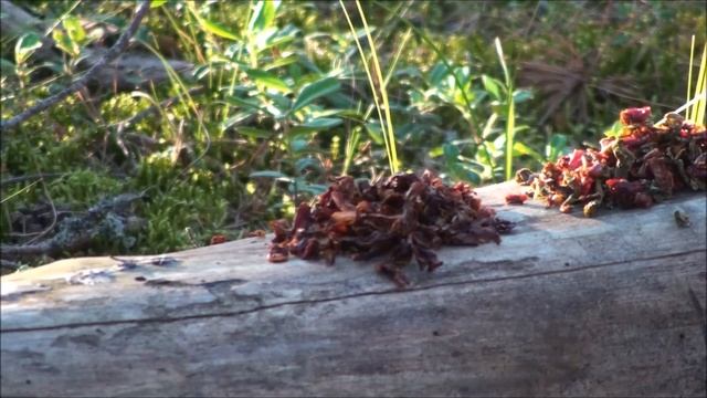 О сухих овощах для похода.