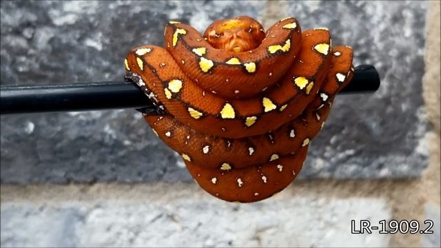 Lottery Reptiles Neos - Green Tree Python смотреть онлайн