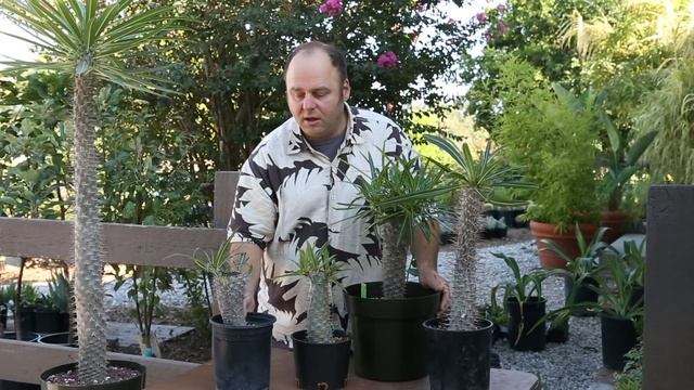 How to cut your Pachypodium- Madagascar Palm Tree смотреть онлайн
