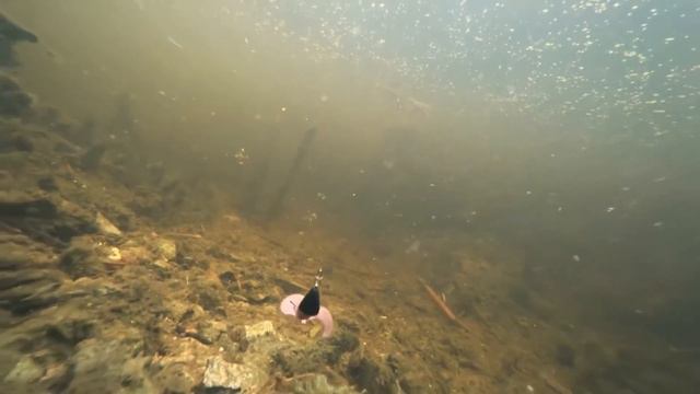 Fanatik Baits Lobster смотреть онлайн