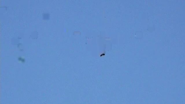 Ворон и серые вороны