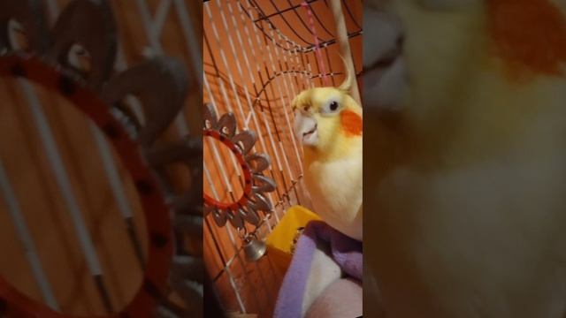 песня про моего любимого попугая Кузя??♥️ смотреть онлайн