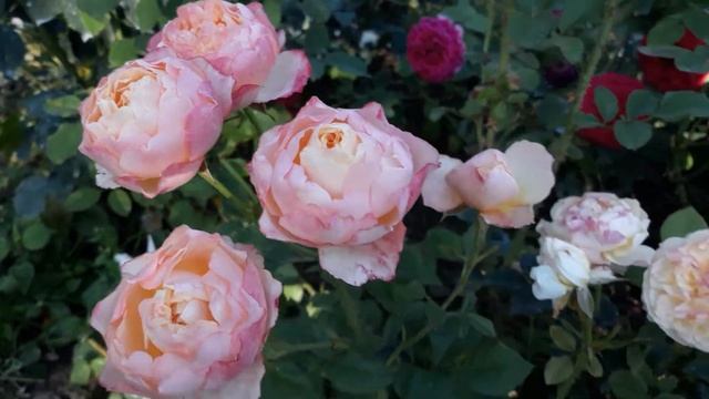 Беатрис и Миранда смотреть онлайн