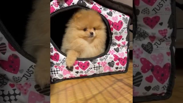 Мальчик мини померанский шпиц оранж смотреть онлайн