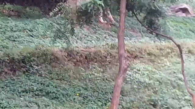 White tiger animal смотреть онлайн