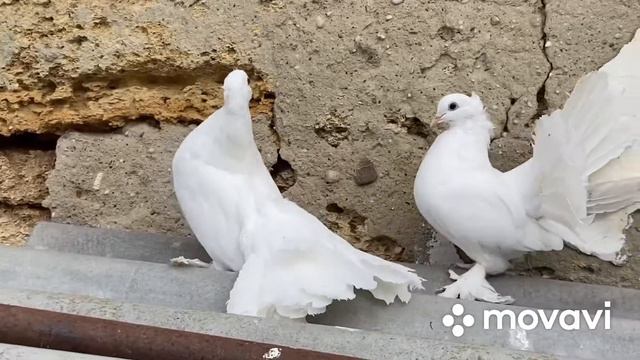 Голуби павлины. Индийские павлины 2020 Indian Fantail Pigeon