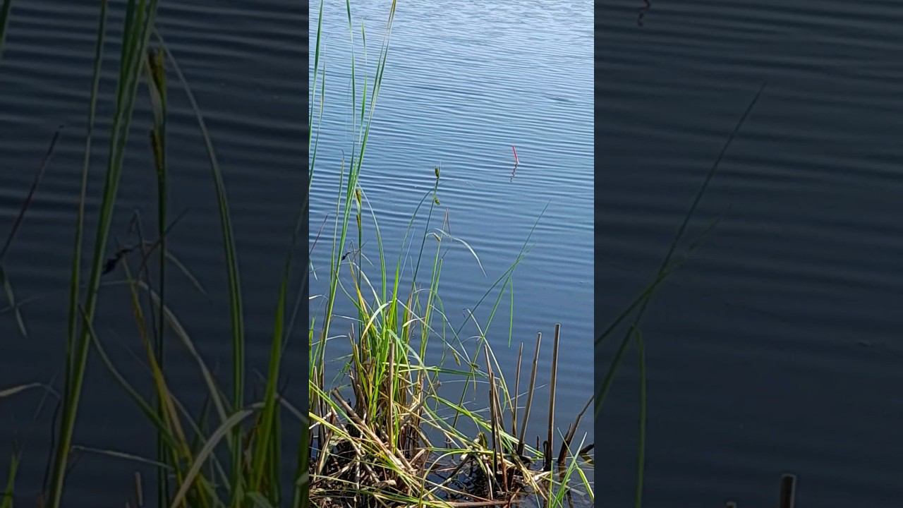 Рыбалка на КАРАСЯ.ЛОВЛЯ на ПОПЛАВОЧНУЮ УДОЧКУ #рыбалка #ловлякарася #shortsvideo #fishing #shorts