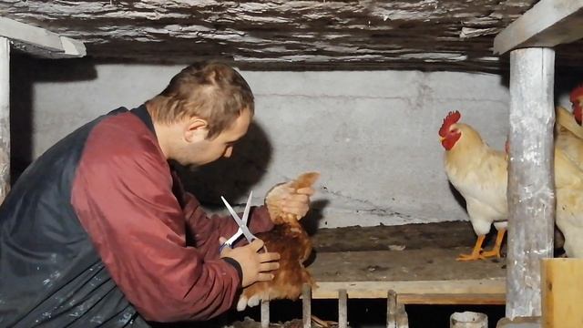 Подрезка крыльев курам. смотреть онлайн