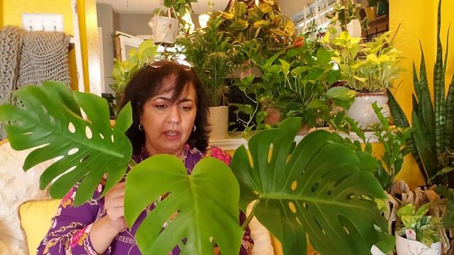 Cuidados de la Monstera Deliciosa o Costilla de Adán смотреть онлайн