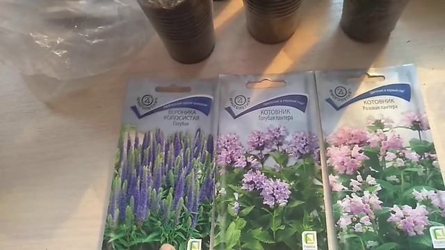 Посев семян Вероники Котовника. смотреть онлайн