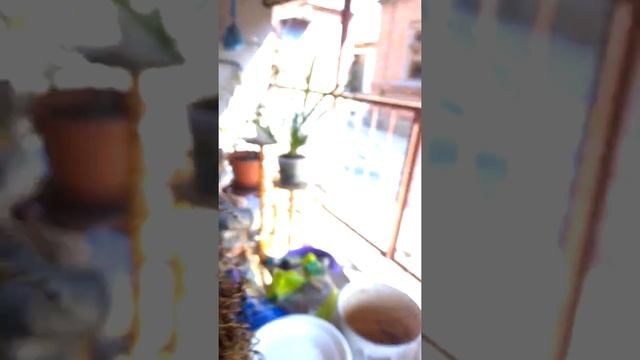 Корни адениума,росшего в земле смотреть онлайн