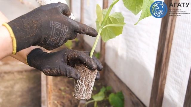 Как правильно сажать огурцы в теплице смотреть онлайн