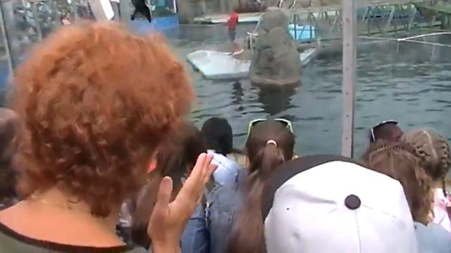 Дельфинарий. смотреть онлайн