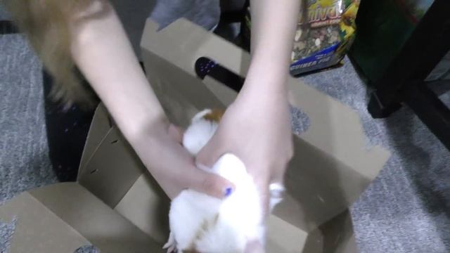 New Family Pets for Trinity and Madison! It's So Fluffy!!! смотреть онлайн