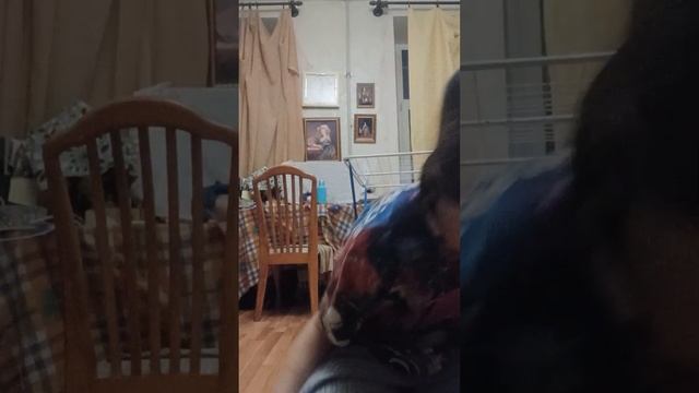 Английский кокер спаниель, чем кормить? сколько раз дресировать? какие игрушки нужны? смотреть онлайн