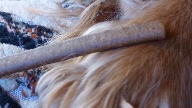 ЗООПОКУПКИ/Лакомства/Игрушки/Charli The Spaniel/Zoo Purchases