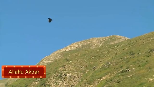 ☝Что говорит Аллах в Коране ? про Птиц? ?