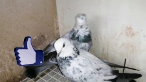 Племенные голуби «Кукчи». Редкая масть, называемая по разному. Голубеводы Sergej и Alex Peters.
