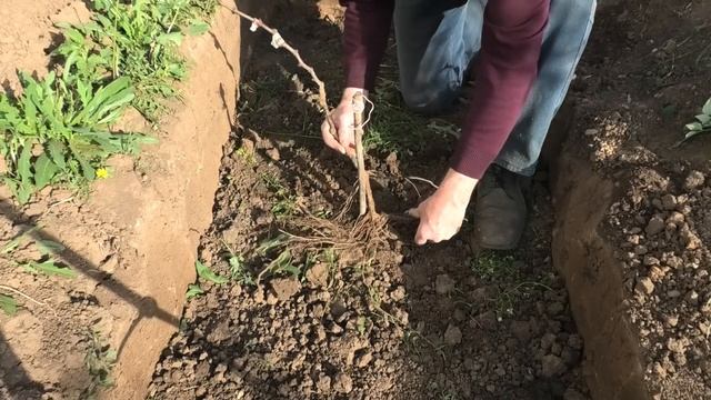 Метод ПОСАДКИ ВИНОГРАДА в ТРАНШЕИ. смотреть онлайн