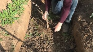 Метод ПОСАДКИ ВИНОГРАДА в ТРАНШЕИ.