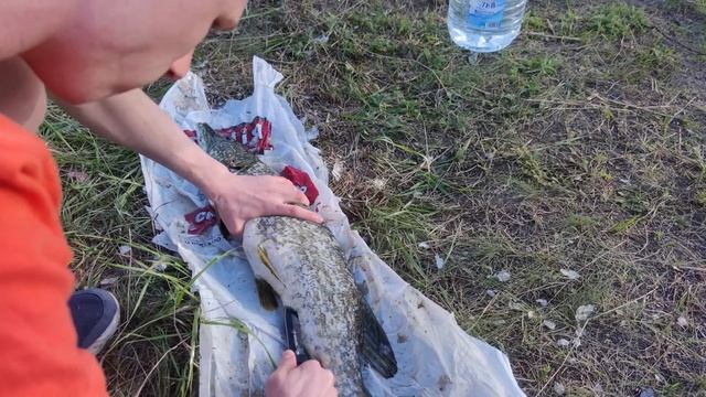 Что!? Мы нашли у нее в желудке! Подводная охота смотреть онлайн