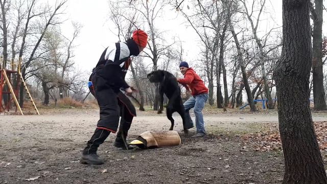 Кане корсо Дейв смотреть онлайн