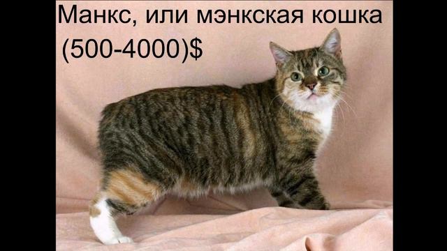Топ 10 Самых дорогих кошек в мире. смотреть онлайн
