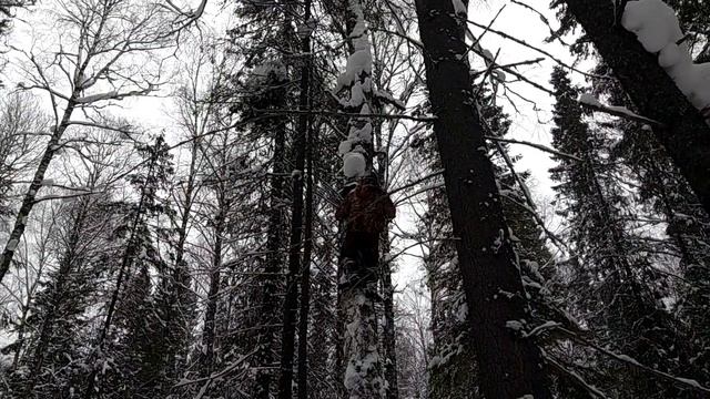 Чага-чага...